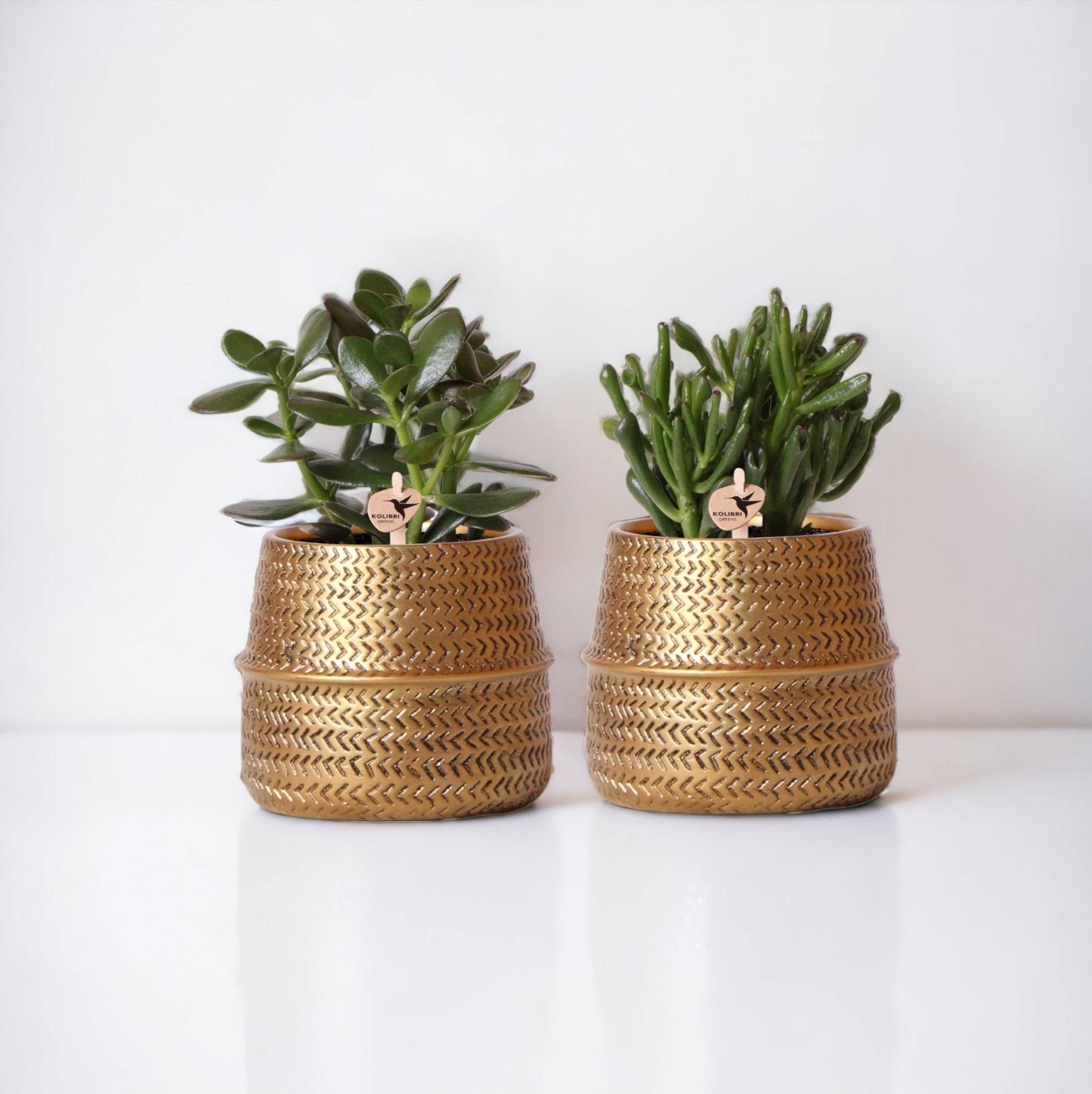 Coffret cadeau succulente et ses caches-pots dorés - Lot de 2, h20cm- La Green Touch - Image 3
