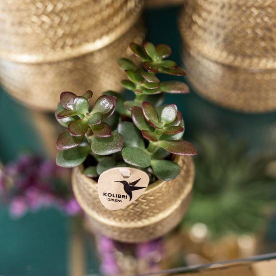 Coffret cadeau succulente et ses caches-pots dorés - Lot de 2, h20cm- La Green Touch - Image 4