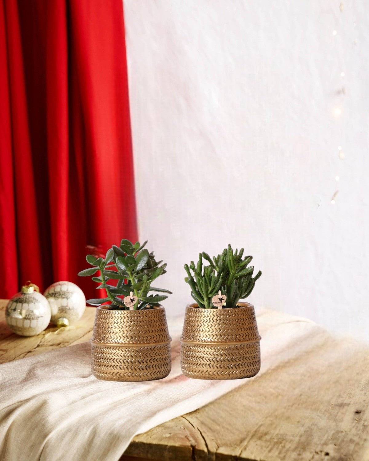 La Green Touch - Coffret cadeau succulente et ses caches-pots dorés - Lot de 2, h20cm- La Green Touch