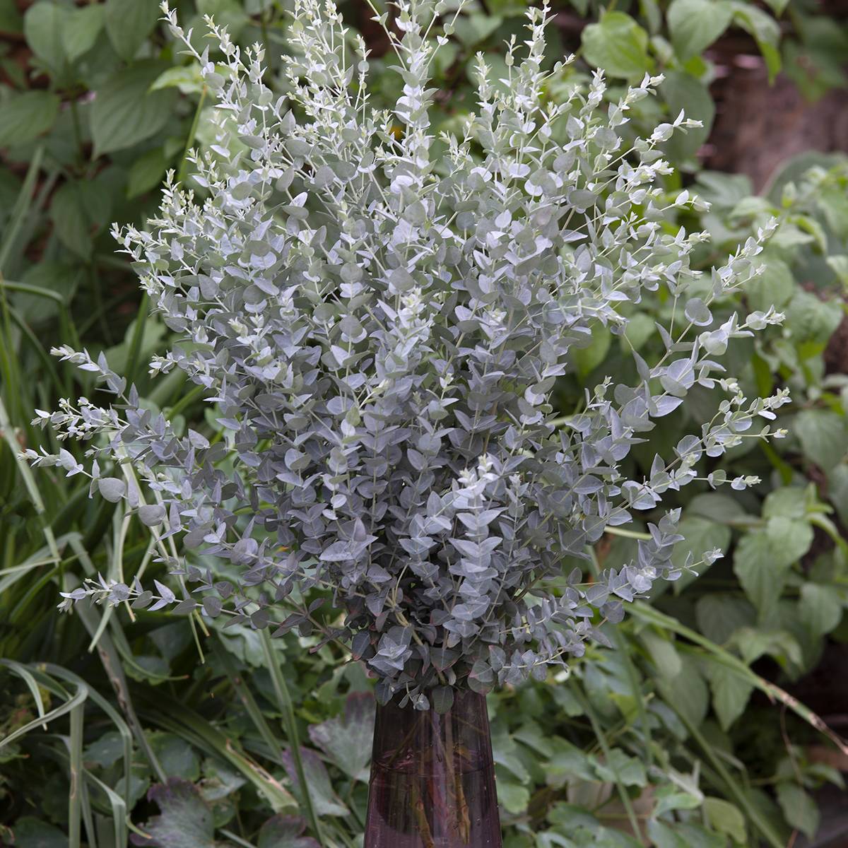 Graines d'Eucalyptus latens Moon Lagoon - Graines