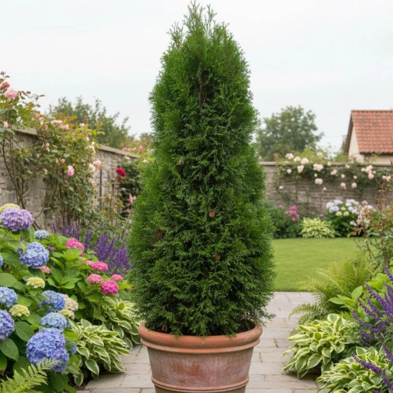 Thuya du Canada Pyramidalis Compacta, Thuja occidentalis - Pot de 4L - 40/60 cm - Image 3