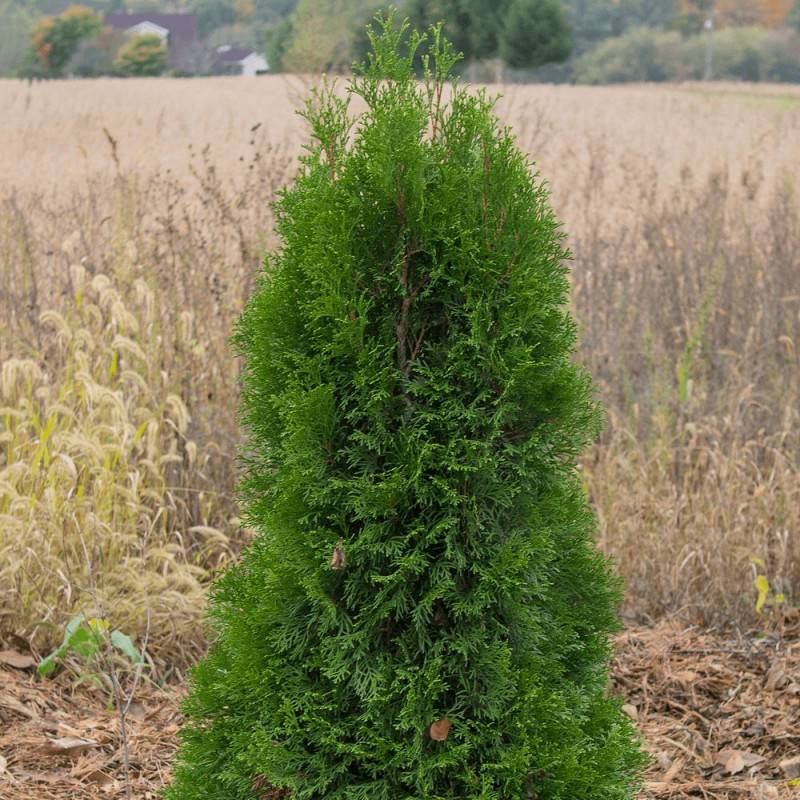 Thuya du Canada Pyramidalis Compacta, Thuja occidentalis - Pot de 4L - 40/60 cm - Image 1