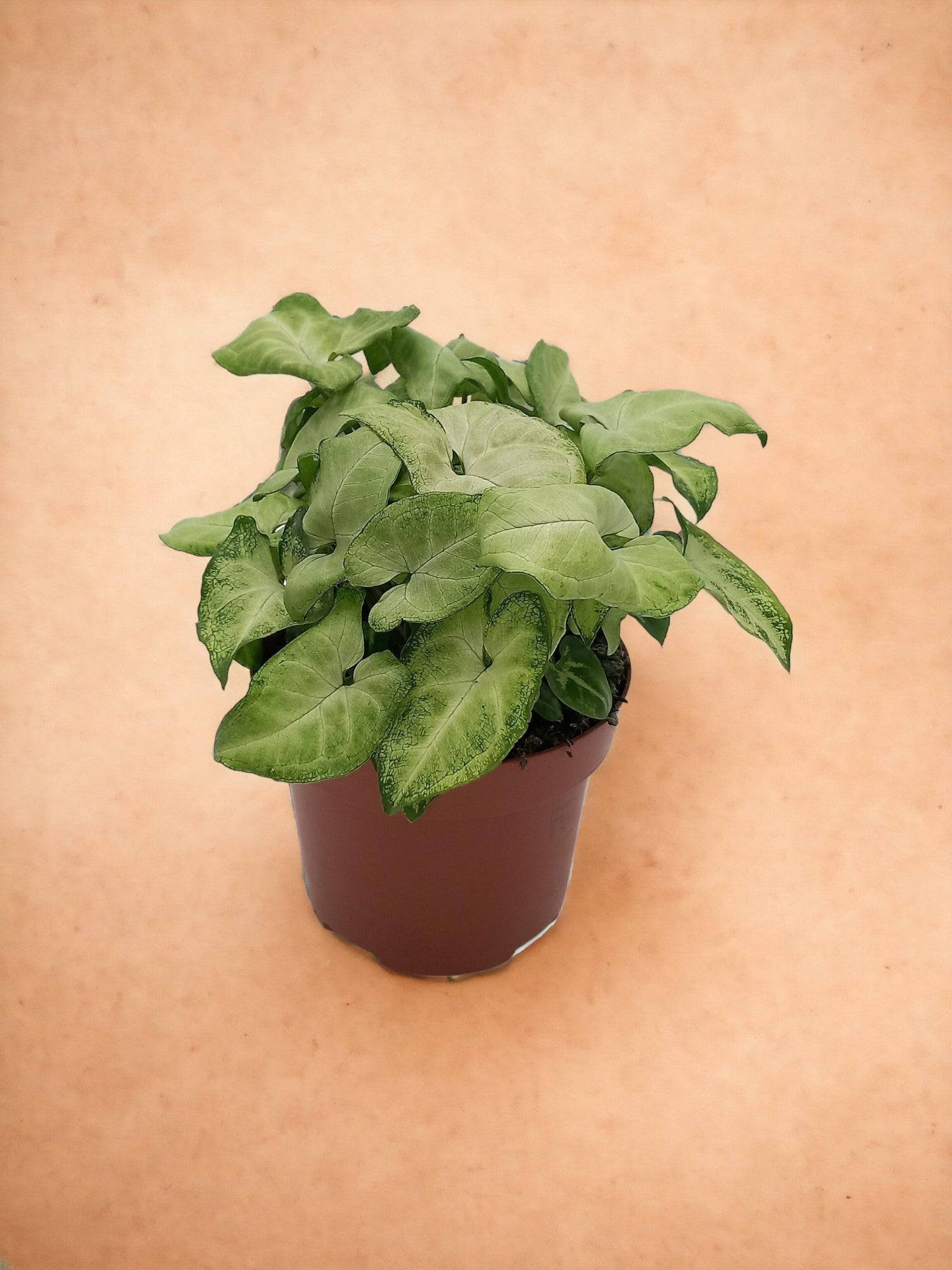 Syngonium 'White Butterfly'- La Green Touch