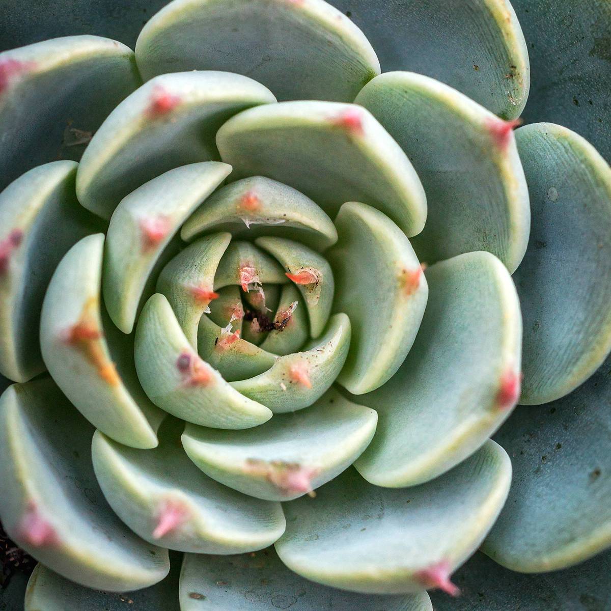 Promesse de Fleurs - Echeveria Shira Mini-plante