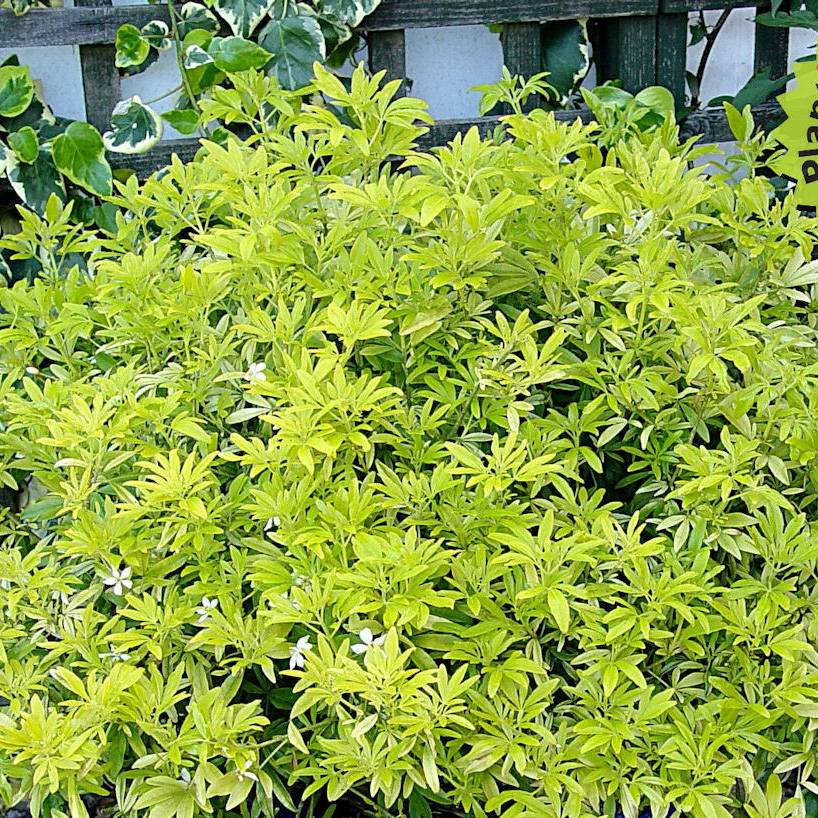Choisya Goldfinger - Oranger du Mexique Pot de 3L/4L - Image 1