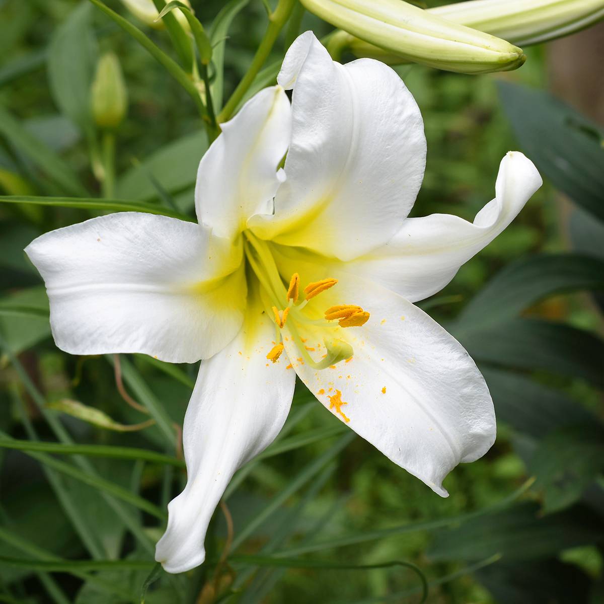 Lis royal blanc - Lilium regale Album Bulbe calibre 16/18