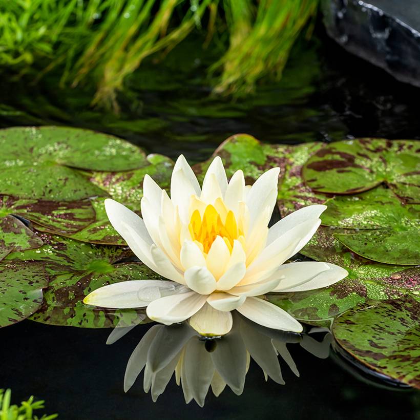 Nymphaea Lemon Mist - Nénuphar rustique jaune citron Pot de 1L/1,5L