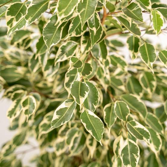 La Green Touch - Ficus benjamina Twilight h95cm 95cm - Plante d'intérieur- La Green Touch - Image 2