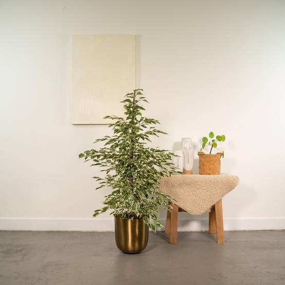 La Green Touch - Ficus benjamina Twilight h95cm 95cm - Plante d'intérieur- La Green Touch - Image 4
