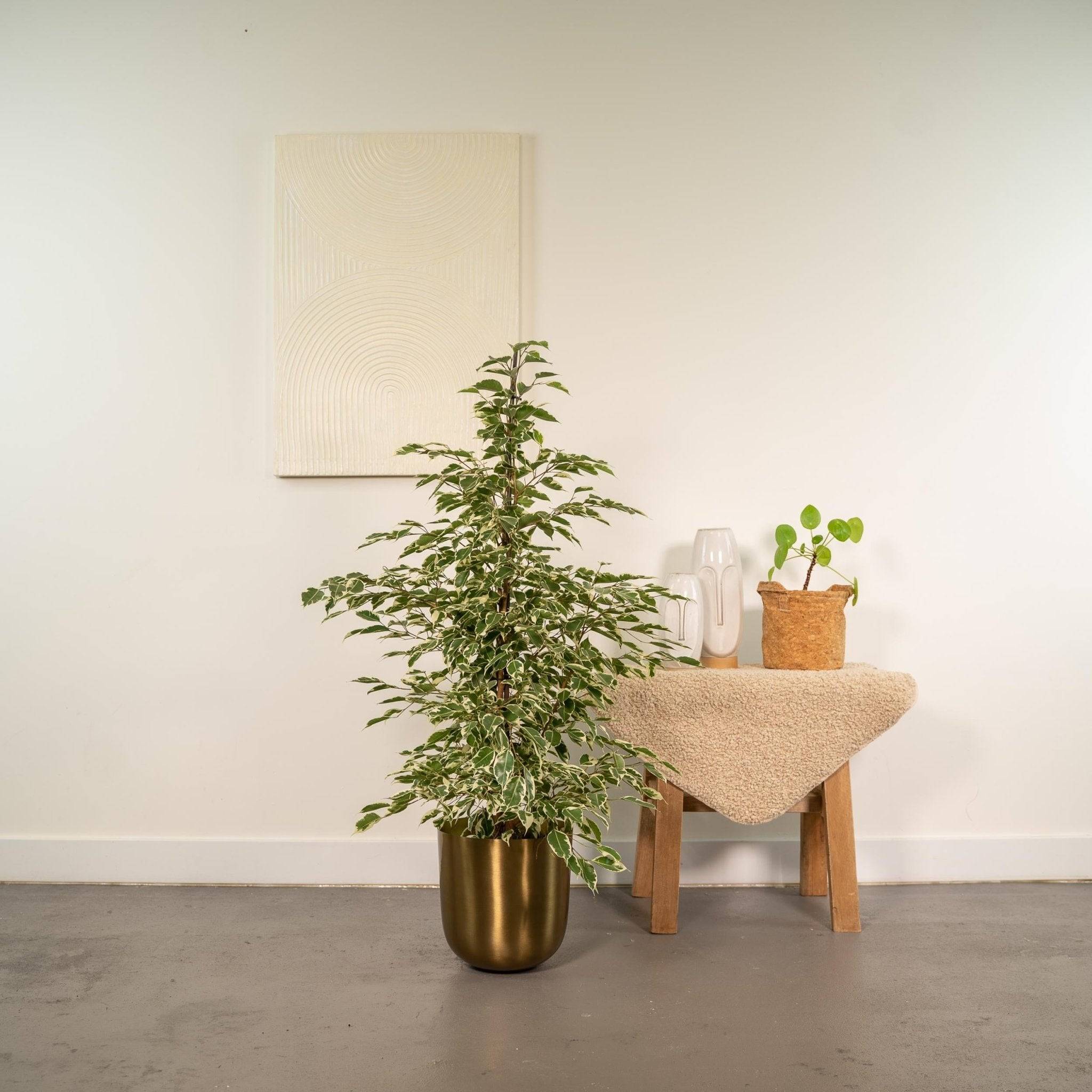 La Green Touch - Ficus benjamina Twilight h95cm 95cm - Plante d'intérieur- La Green Touch - Image 4