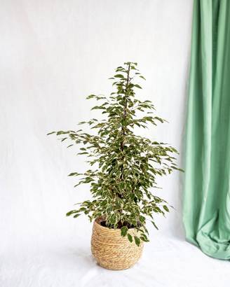 La Green Touch - Ficus benjamina Twilight h95cm 95cm - Plante d'intérieur- La Green Touch