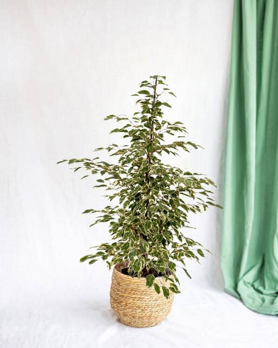 La Green Touch - Ficus benjamina Twilight h95cm 95cm - Plante d'intérieur- La Green Touch - Image 1