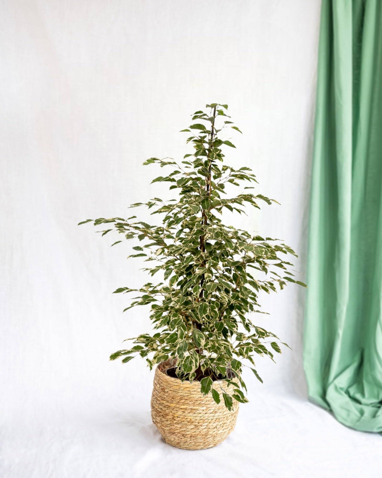 La Green Touch - Ficus benjamina Twilight h95cm 95cm - Plante d'intérieur- La Green Touch - Image 1