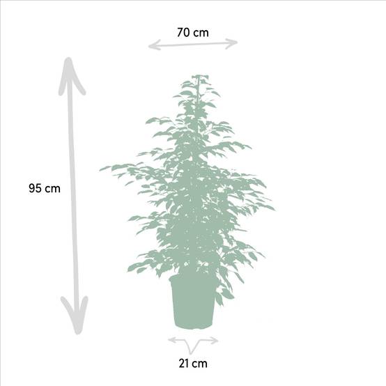 La Green Touch - Ficus benjamina Twilight h95cm 95cm - Plante d'intérieur- La Green Touch - Image 5