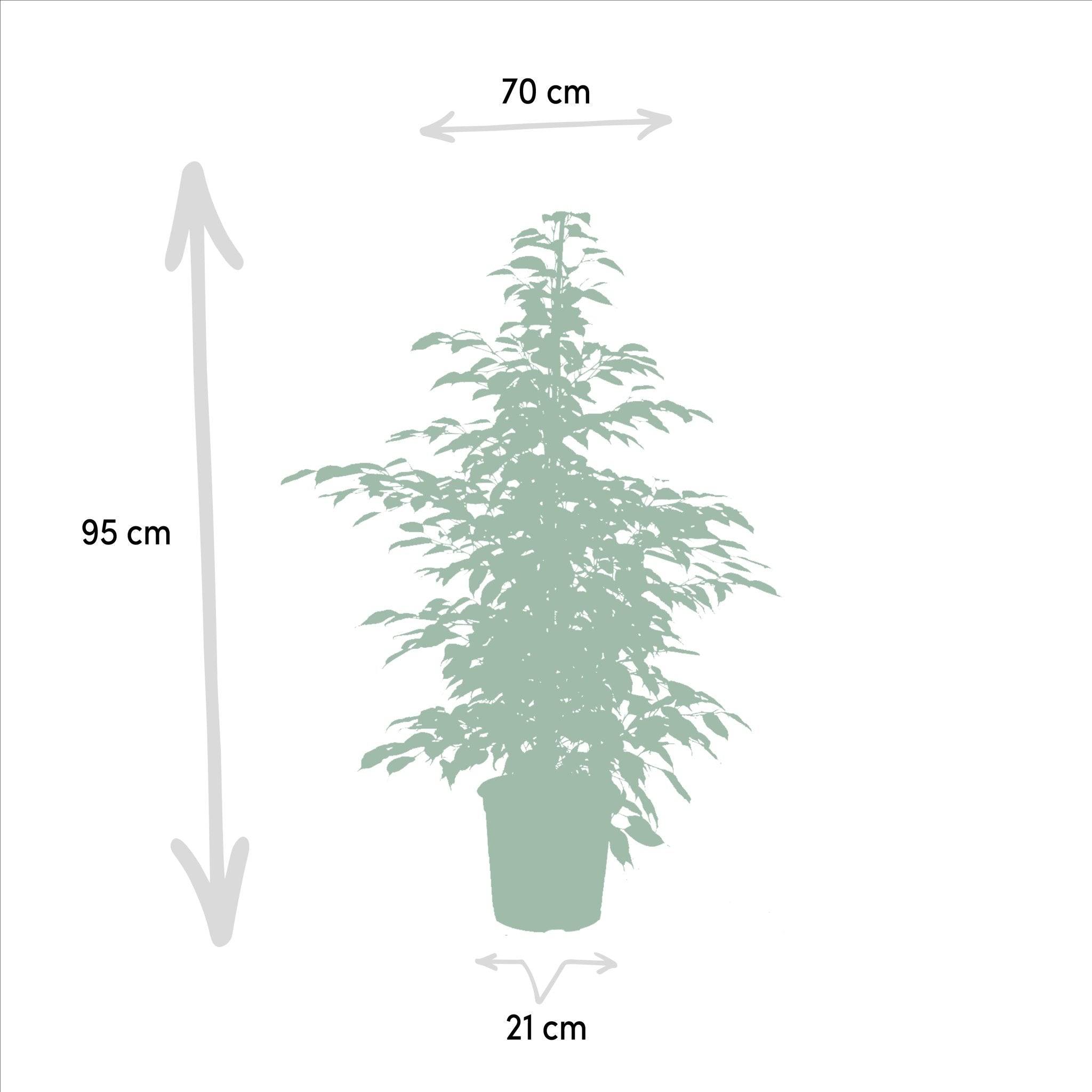 La Green Touch - Ficus benjamina Twilight h95cm 95cm - Plante d'intérieur- La Green Touch - Image 5