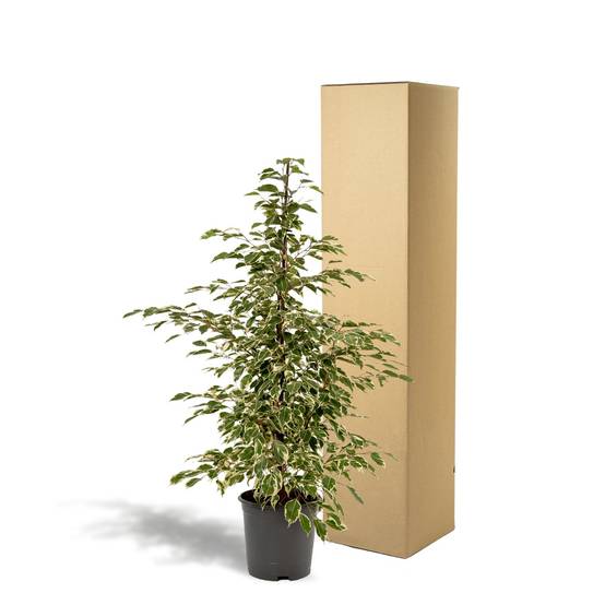 La Green Touch - Ficus benjamina Twilight h95cm 95cm - Plante d'intérieur- La Green Touch - Image 6
