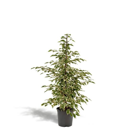 La Green Touch - Ficus benjamina Twilight h95cm 95cm - Plante d'intérieur- La Green Touch - Image 7