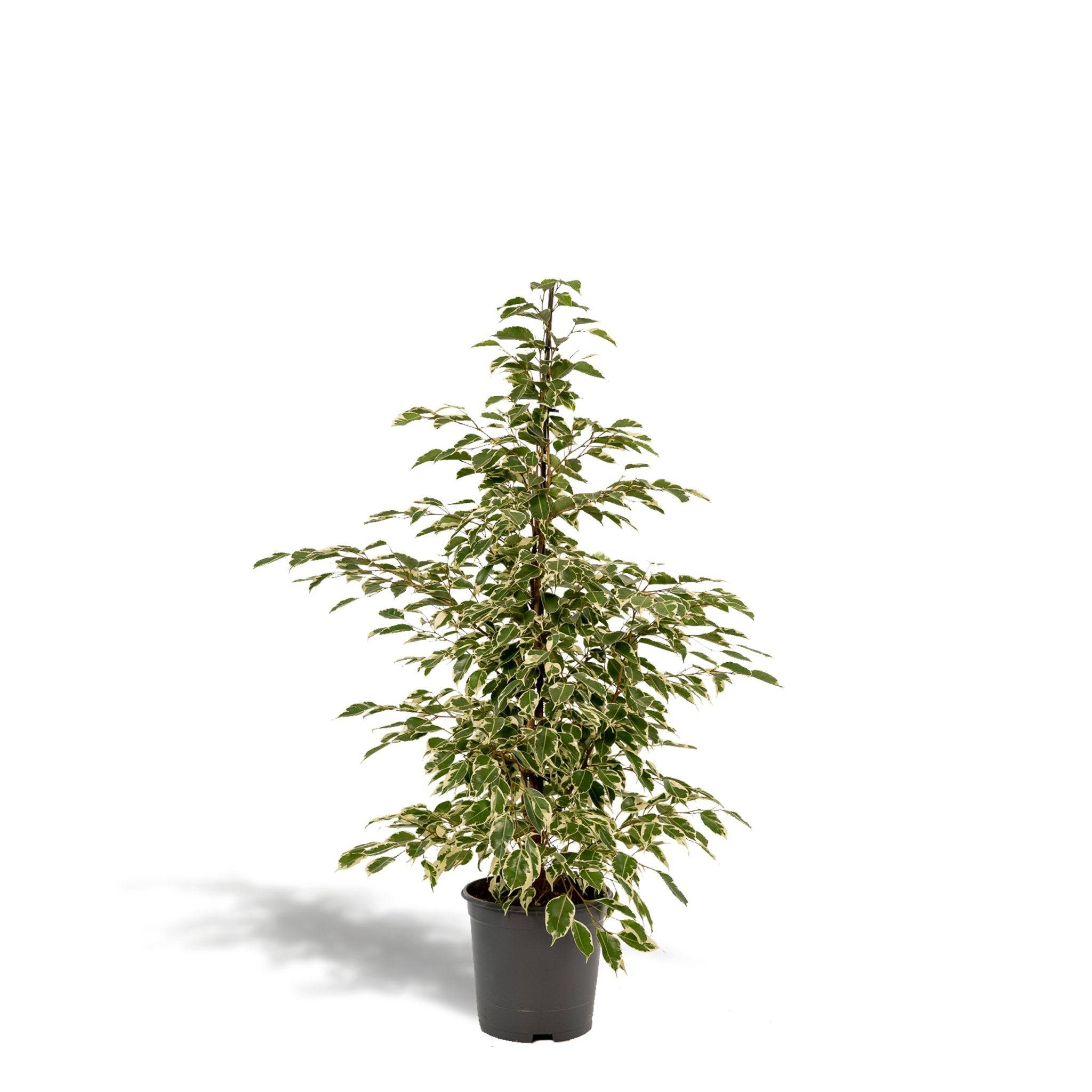 La Green Touch - Ficus benjamina Twilight h95cm 95cm - Plante d'intérieur- La Green Touch - Image 7