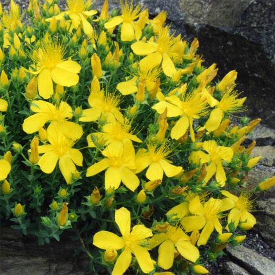 Hypericum olympicum - Millepertuis grec Godet de 8/9 cm