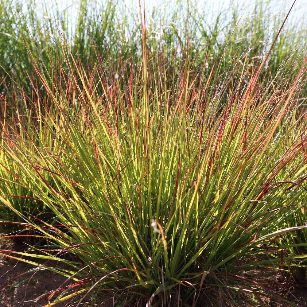 Pennisetum Windy Simonette - Herbe aux écouvillons Godet de 8/9 cm