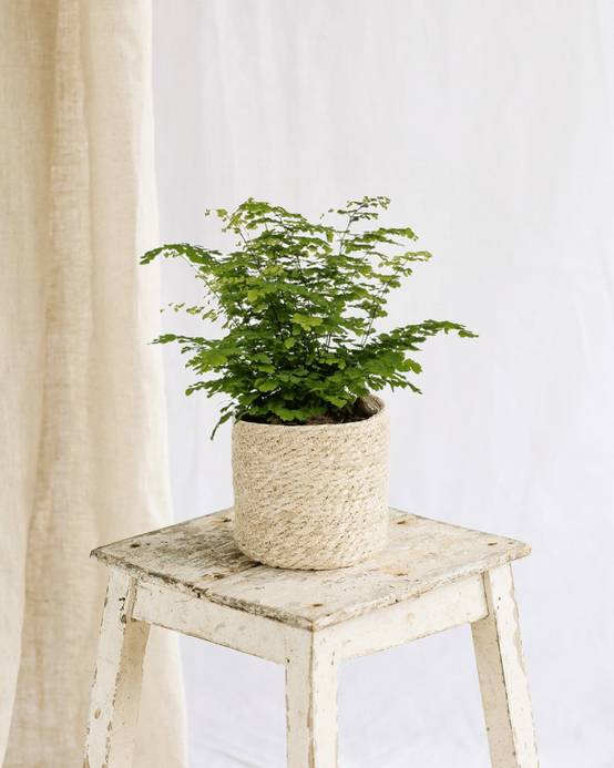 La Green Touch - Adiantum Fritz Luthi 35cm - Plante d'intérieur- La Green Touch - Image 2