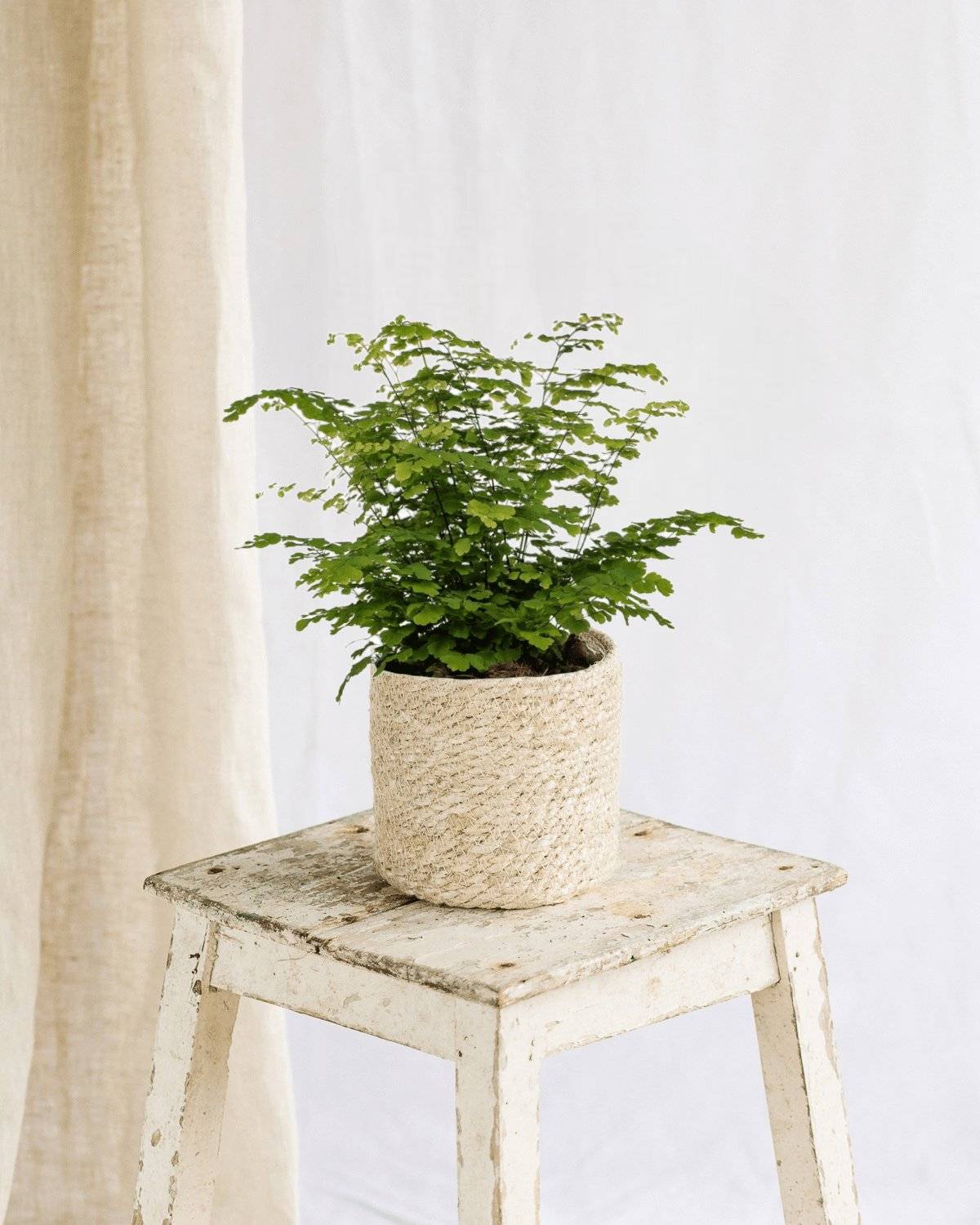La Green Touch - Adiantum Fritz Luthi 35cm - Plante d'intérieur- La Green Touch - Image 2