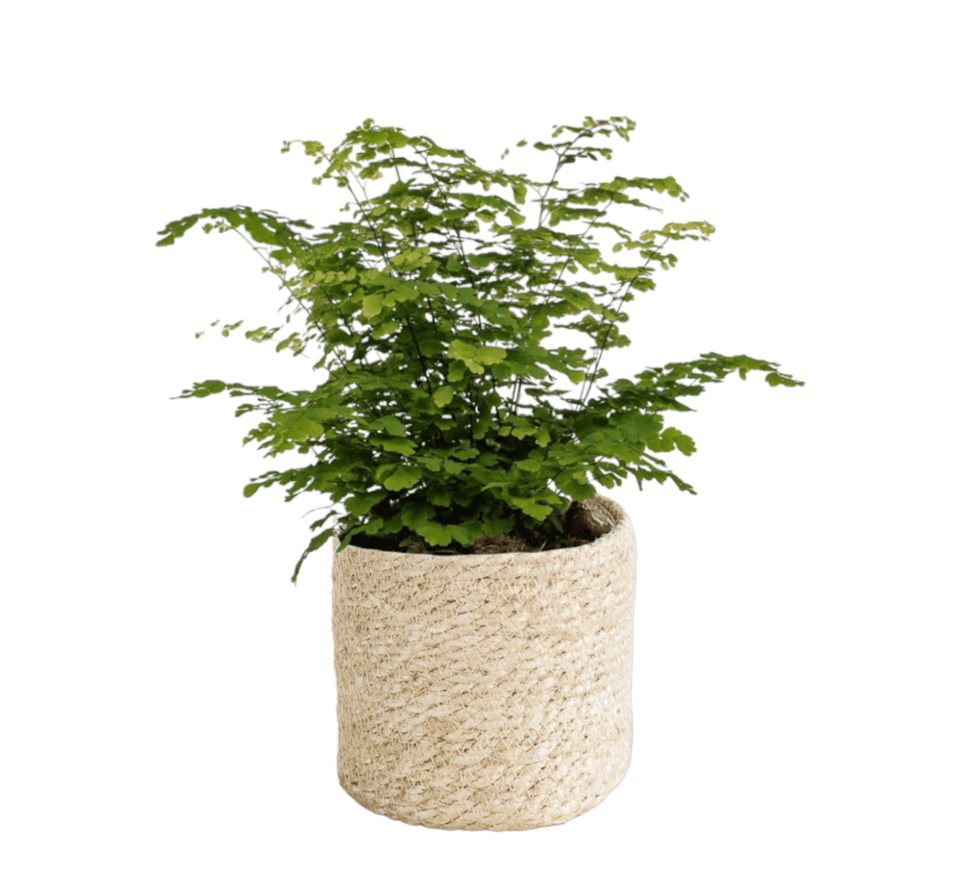 La Green Touch - Adiantum Fritz Luthi 35cm - Plante d'intérieur- La Green Touch