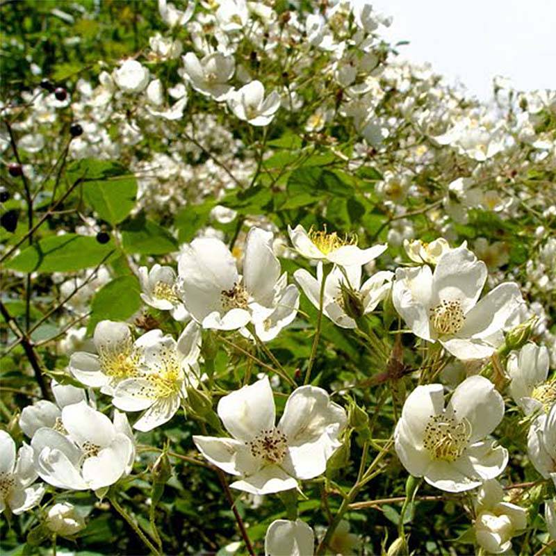 Promesse de Fleurs - Rosier liane filipes Kiftsgate Pot de 4L/5L