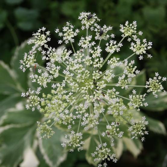 Aegopodium podagraria Variegata - Herbe aux goutteux panachée Pot de 2L/3L