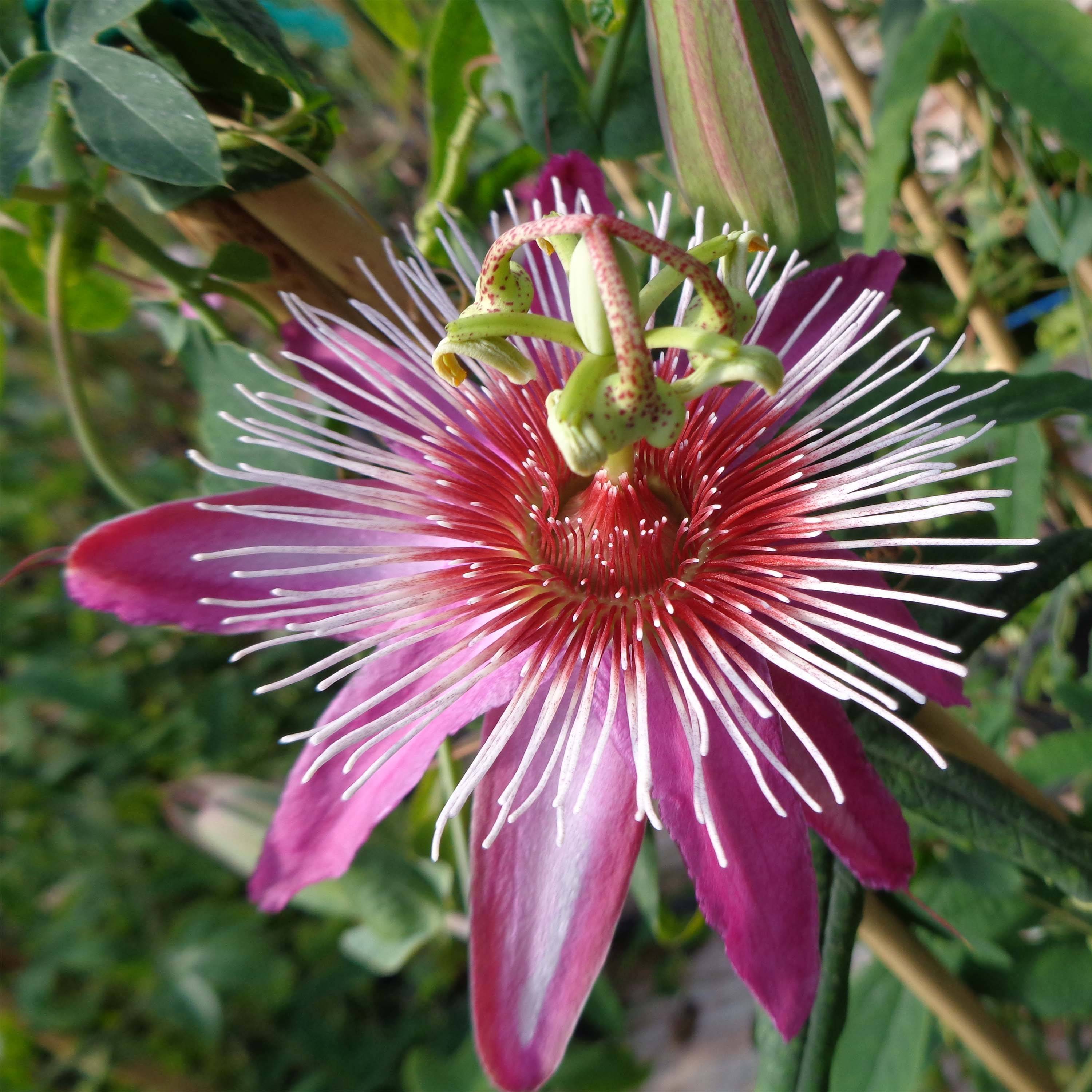 Passiflore Anastasia - Fleur de la Passion Pot de 2L/3L