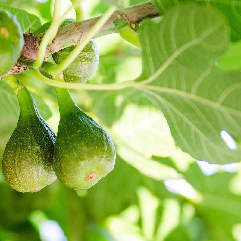 Figuier Gustissimo® Morena, Ficus carica - Moyen rendement - Pot de 3L - 30/60 cm - De 3,00 m à 5,00 m - Image 1