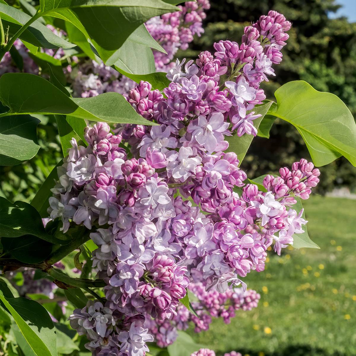 Promesse de Fleurs - Lilas commun - Syringa vulgaris Kindy Rose Pot de 7,5L/10L - Image 1