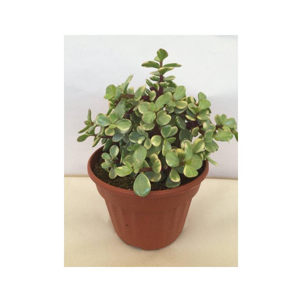 Promesse de Fleurs - Portulacaria afra Variegata Pot de 12 cm / 13 cm