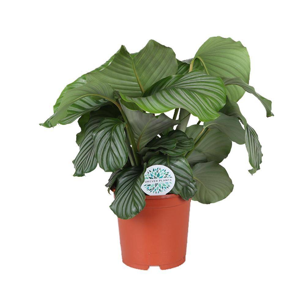 La Green Touch - Calathea Orbifolia 70cm - Plante d'intérieur- La Green Touch - Image 1