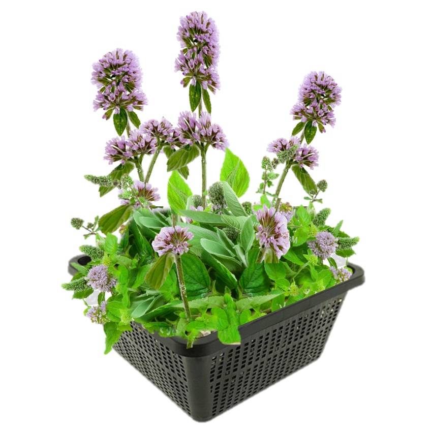 0 - Menthe Aquatique Mentha Aquatica Bassin - Set 4 Plantes avec Panier Substrat