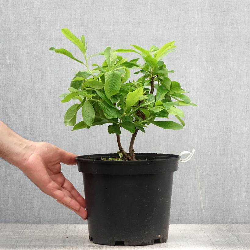 Promesse de Fleurs - Azalée de Chine Demoiselles de Boutiguery Nella - Rhododendron hybride Pot de 4L/5L - Image 2