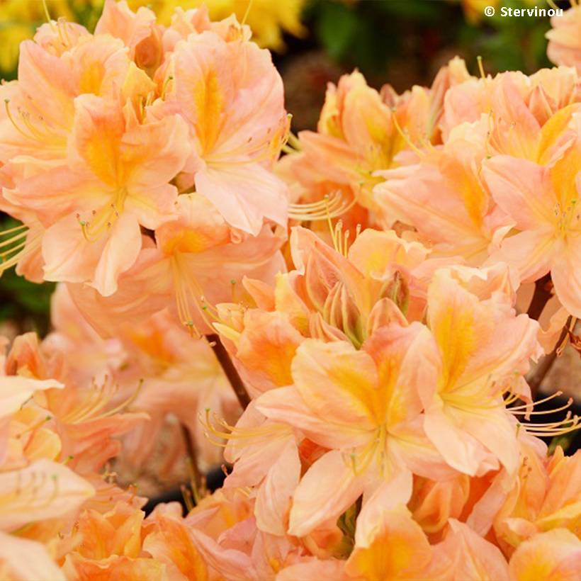 Promesse de Fleurs - Azalée de Chine Demoiselles de Boutiguery Nella - Rhododendron hybride Pot de 4L/5L - Image 1