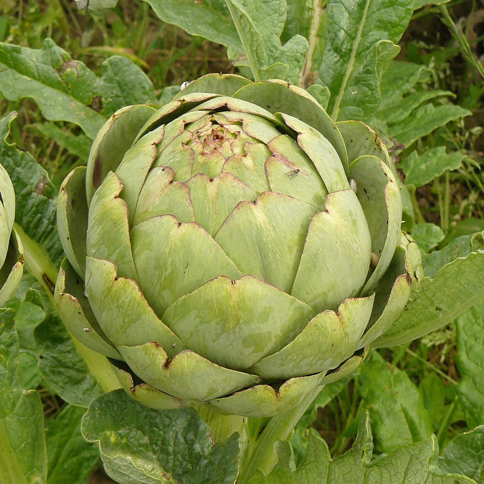 Promesse de Fleurs - Artichaut Gros Vert de Laon - Cynara scolymus Godet de 7/8 cm