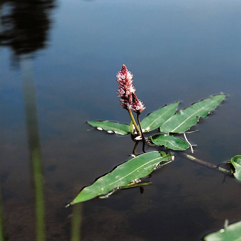 Promesse de Fleurs - Persicaria amphibia - Renouée amphibie Godet de 8/9 cm
