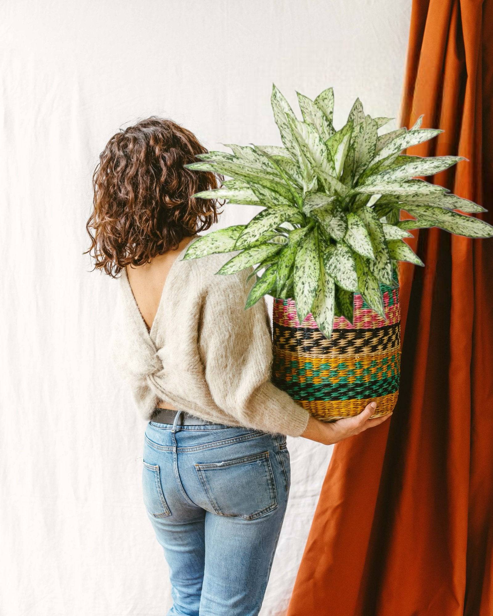 Dieffenbachia Vesuvius h80cm 80cm - Plante d'intérieur- La Green Touch - Image 2