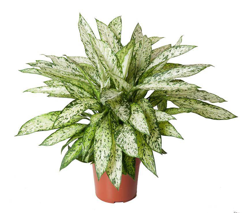 Dieffenbachia Vesuvius h80cm 80cm - Plante d'intérieur- La Green Touch - Image 1