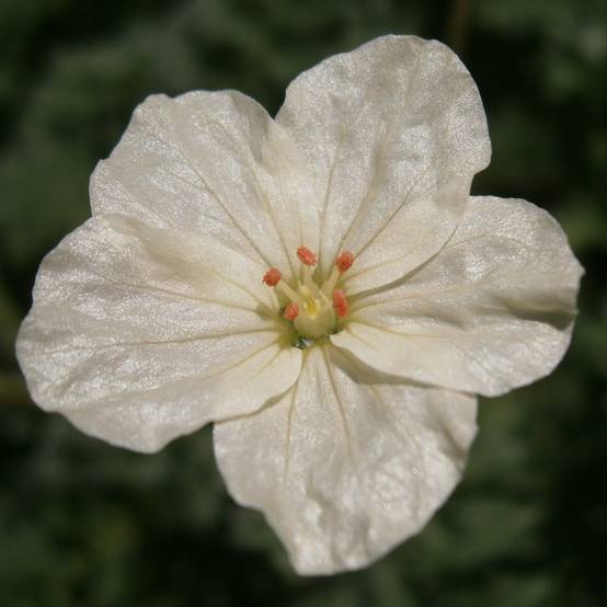 Erodium chrysanthum Godet de 8/9 cm