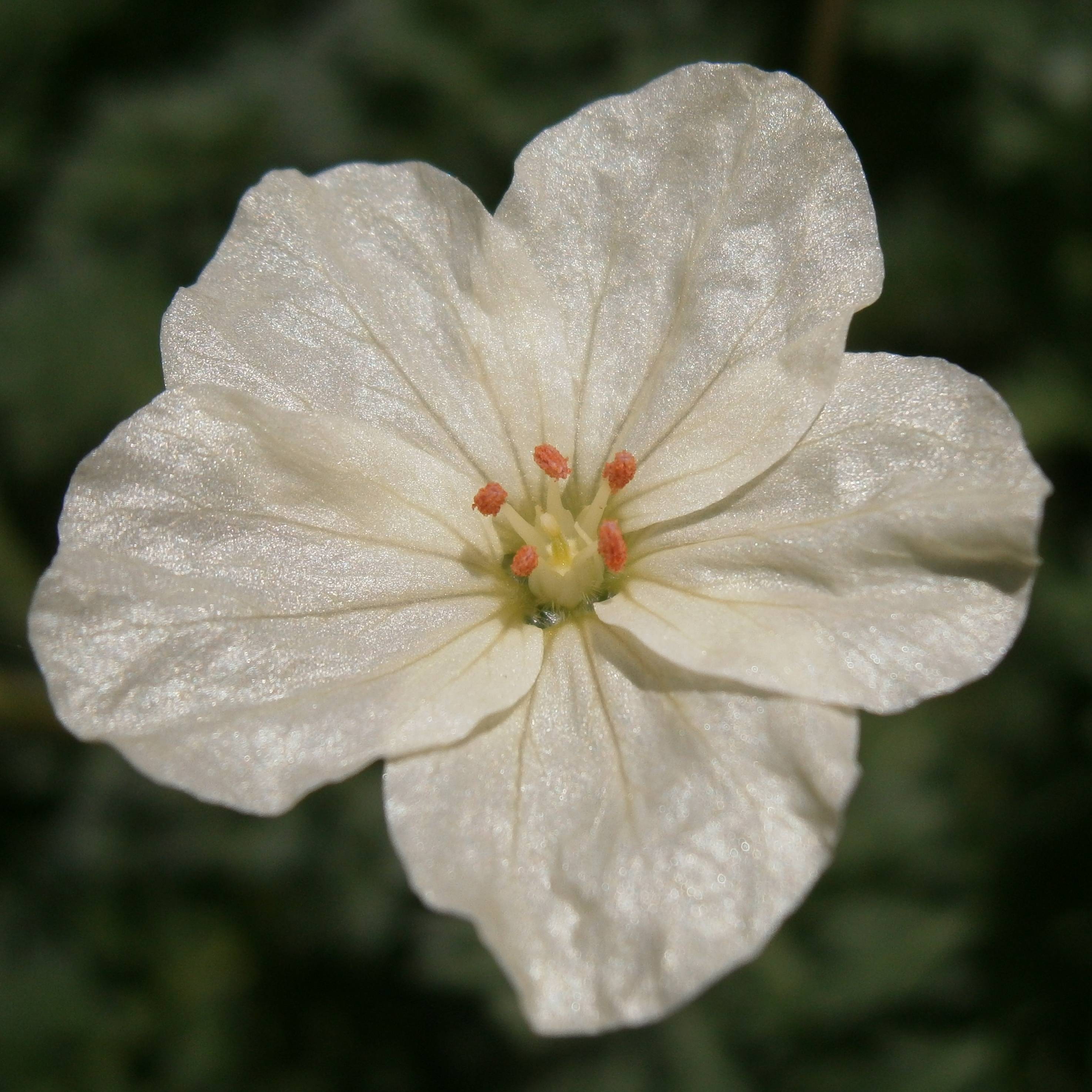 Erodium chrysanthum Godet de 8/9 cm