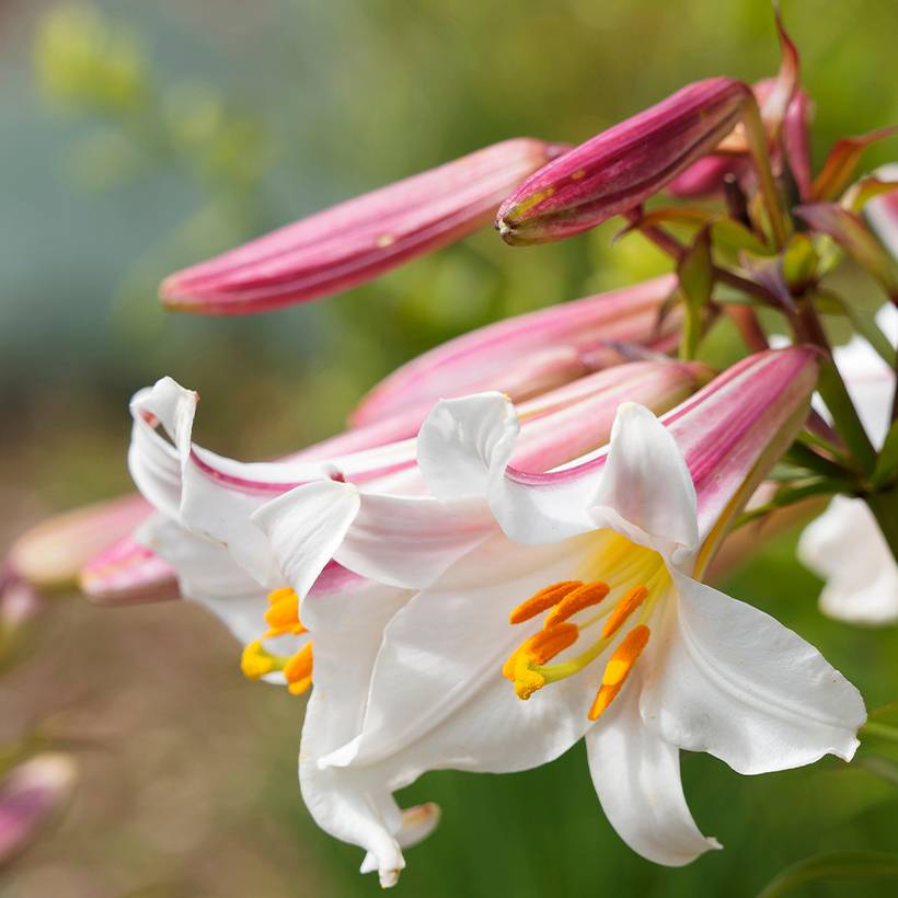 Lis royal espèce botanique - Lilium regale Bulbe calibre 12+ (par 3)