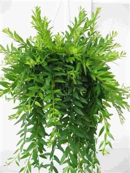 Sans Marque - Aeschynanthus hybride "japhrolepis" Taille:Pot de 2 litres - 20/60 cm - Couleur floraison:rouge - Image 2