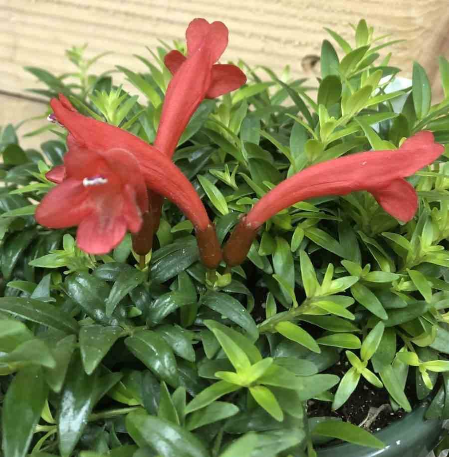Sans Marque - Aeschynanthus hybride "japhrolepis" Taille:Pot de 2 litres - 20/60 cm - Couleur floraison:rouge