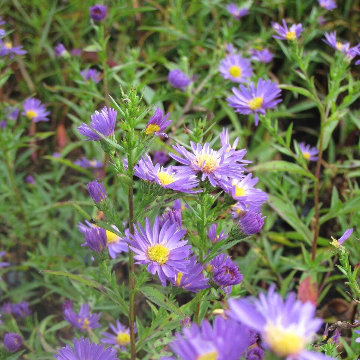 Promesse de Fleurs - Aster novi-belgii Schone von Dietlikon - Aster grand d'automne Godet de 8/9 cm