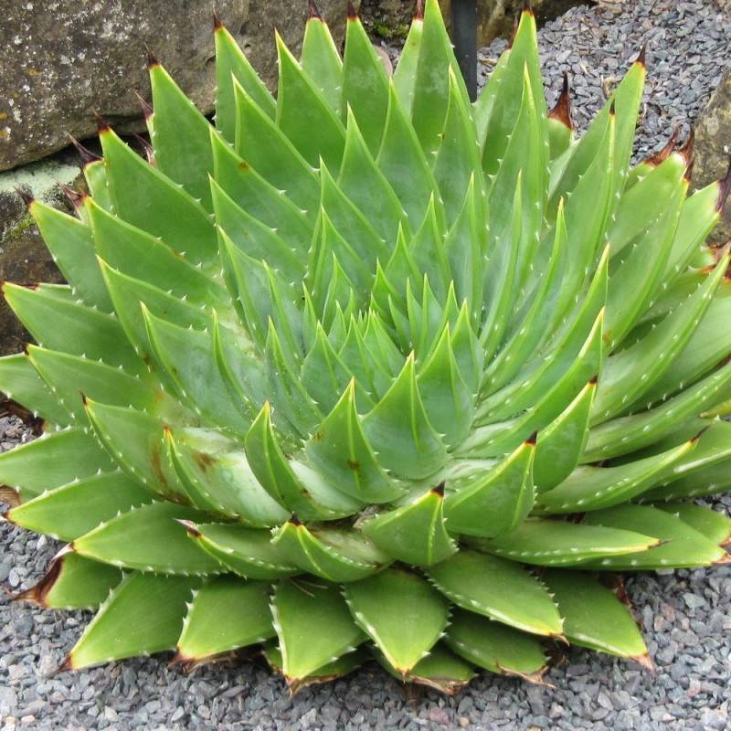 Aloe spirale à fleurs Orange/ - feuillage Persistant - Pot de 7,5L - 40/60 cm - Image 1