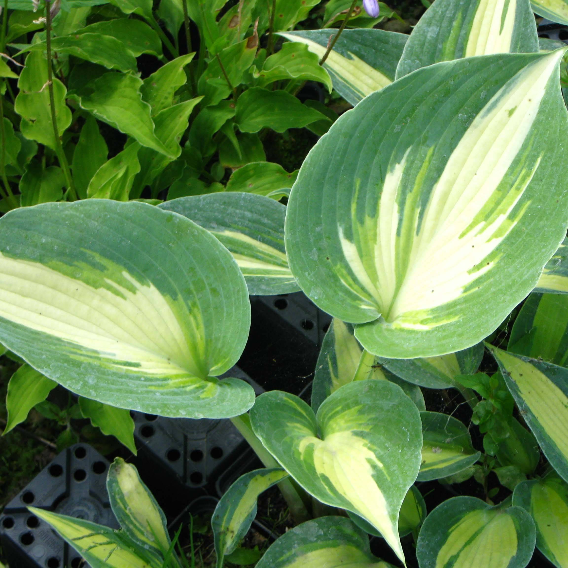 Promesse de Fleurs - Hosta Touch Of Class Pot de 1,5L/2L