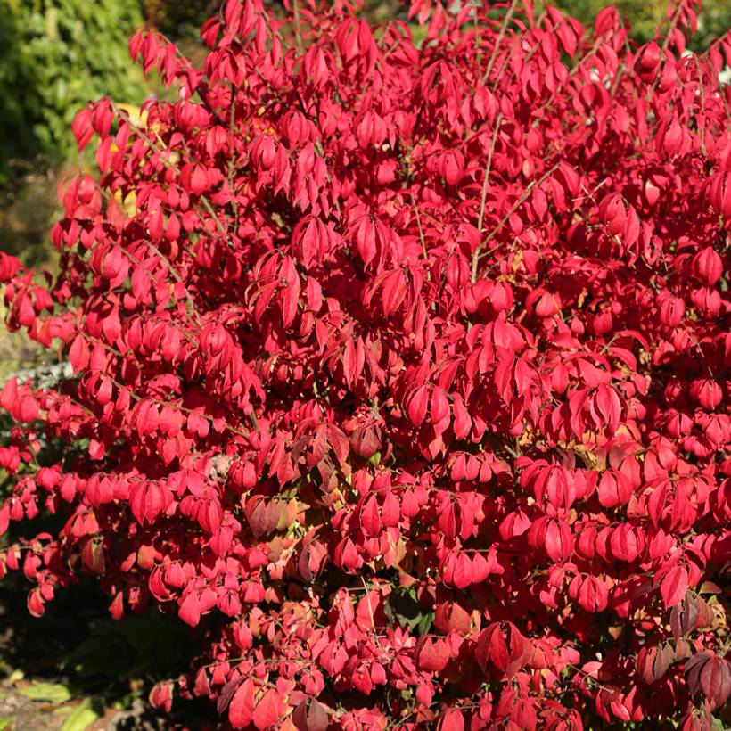 Euonymus alatus Fire Ball - Fusain ailé nain Pot de 4L/5L